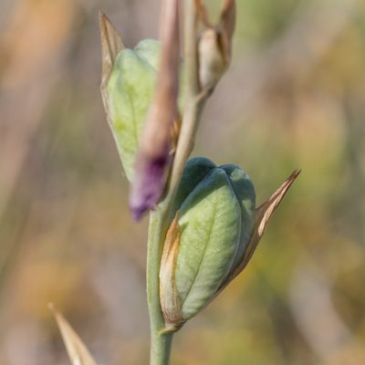Gladiolus communis, photographed by Tim Johnson