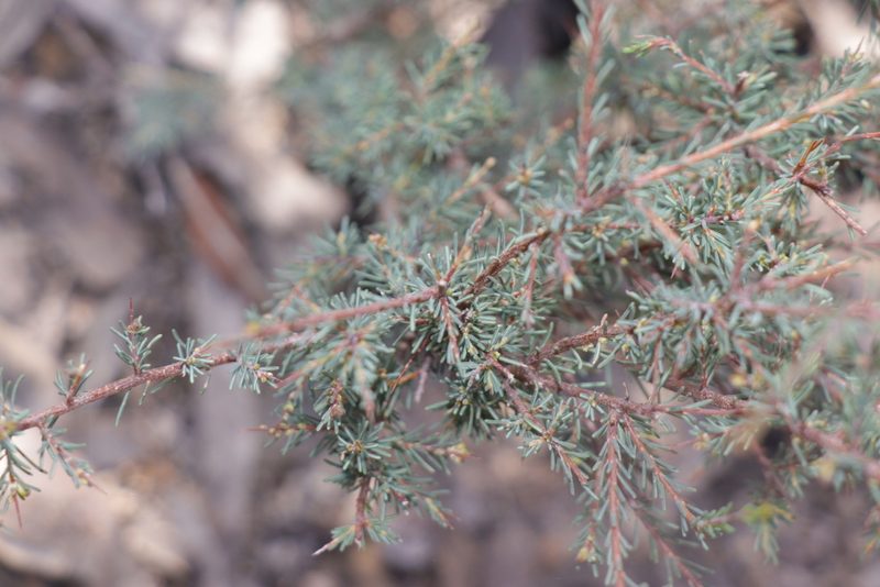 Dillwynia ramosissima, photographed by Dylan Wishart