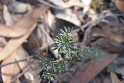 Styphelia humifusa, photographed by Dylan Wishart