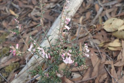 Epacris impressa, photographed by Dylan Wishart