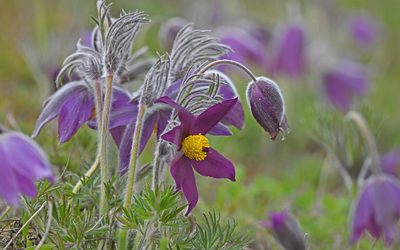 Pulsatilla vulgaris, photographed by Christoph Moning