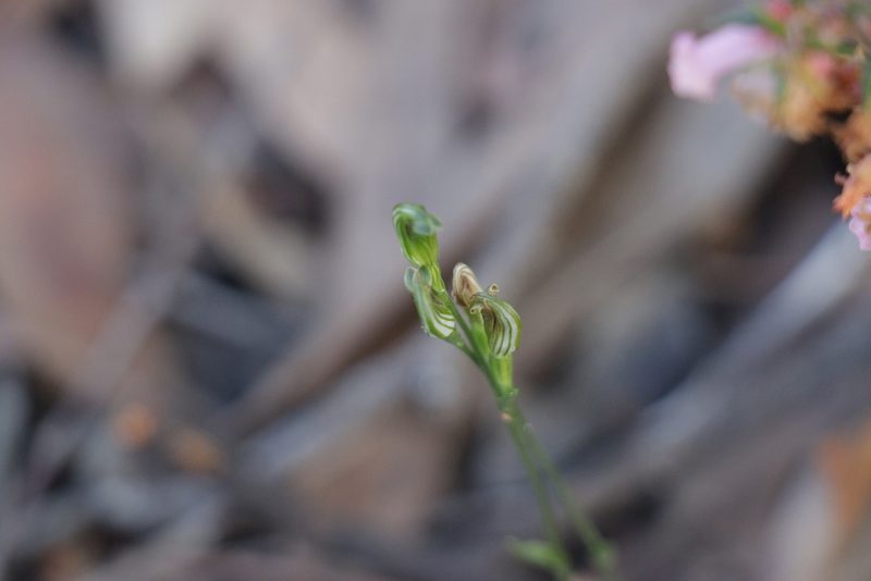 Pterostylis parviflora, photographed by Dylan Wishart