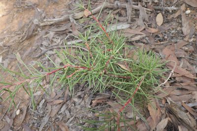 Hakea decurrens, photographed by Dylan Wishart