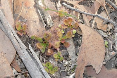 Drosera aberrans, photographed by Dylan Wishart