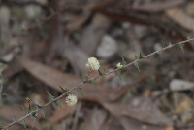 Acacia gunnii