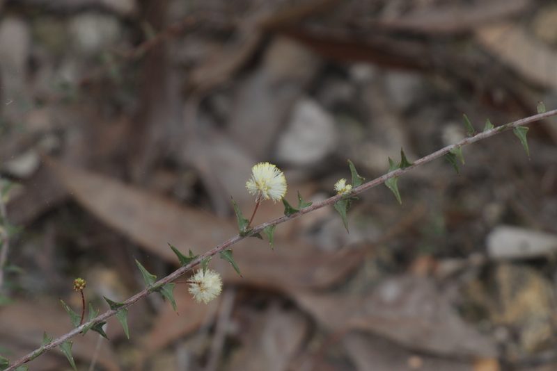 Acacia gunnii, photographed by Dylan Wishart