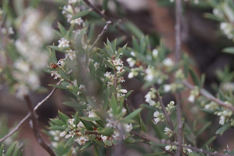 Monotoca scoparia, photographed by Dylan Wishart