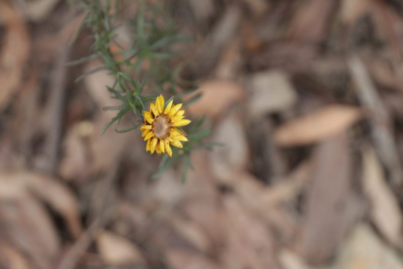 Xerochrysum viscosum, photographed by Dylan Wishart
