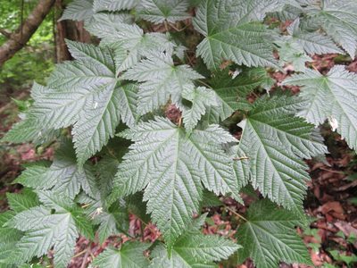 Acer argutum, photographed by Marco Mussita
