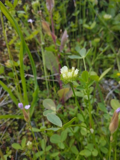 Trifolium cyathiferum, photographed by Drew Meyer