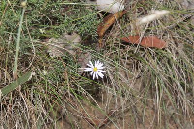 Brachyscome multifida, photographed by Dylan Wishart