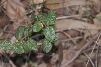 Correa reflexa, photographed by Dylan Wishart
