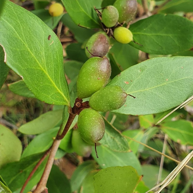 Persoonia laurina, photographed by ronavery