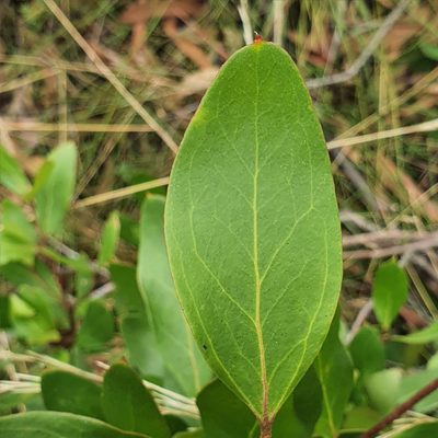 Persoonia laurina, photographed by ronavery