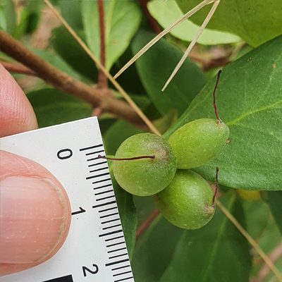 Persoonia laurina, photographed by ronavery