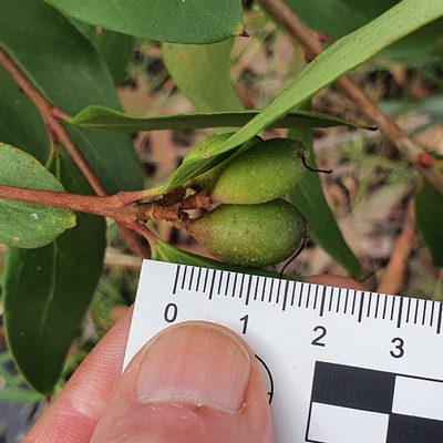 Persoonia laurina, photographed by ronavery