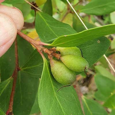 Persoonia laurina, photographed by ronavery