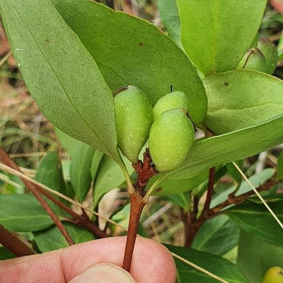 Persoonia laurina, photographed by ronavery