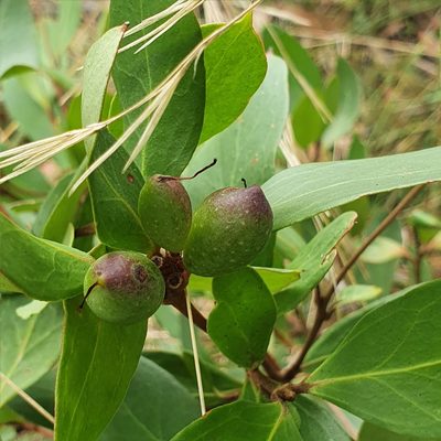 Persoonia laurina, photographed by ronavery