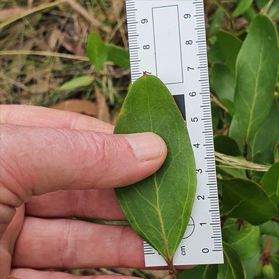 Persoonia laurina, photographed by ronavery