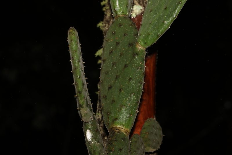 Opuntia tomentosa, photographed by Greg Tasney
