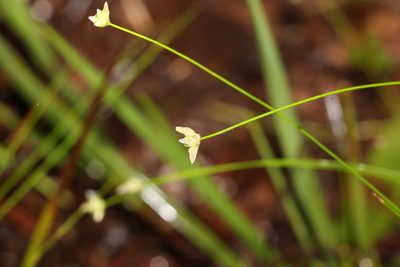 Laxmannia gracilis, photographed by Greg Tasney