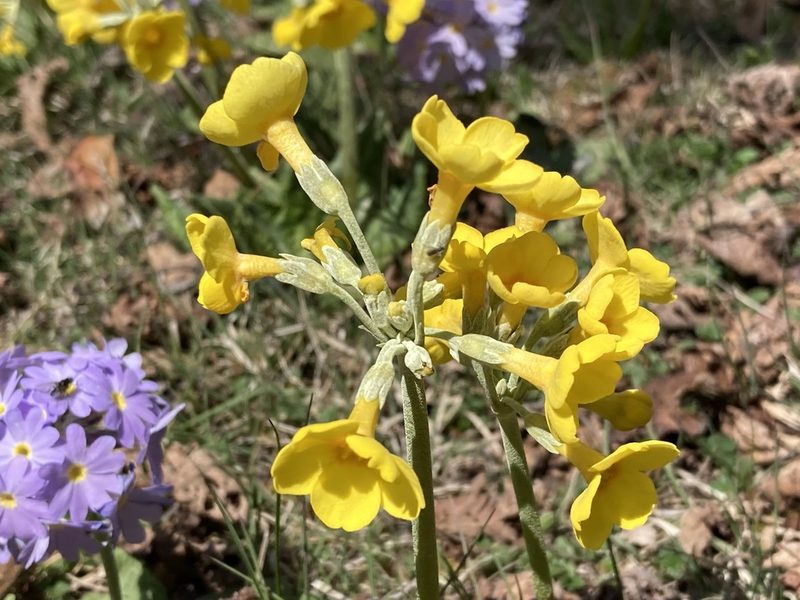Primula strumosa, photographed by John Kenrick Gibson