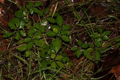 Causonis clematidea, photographed by Greg Tasney