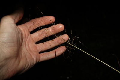 Capillipedium spicigerum, photographed by Greg Tasney