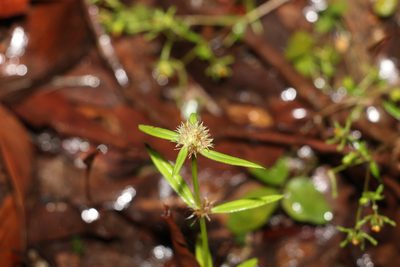 Spermacoce brachystema, photographed by Greg Tasney