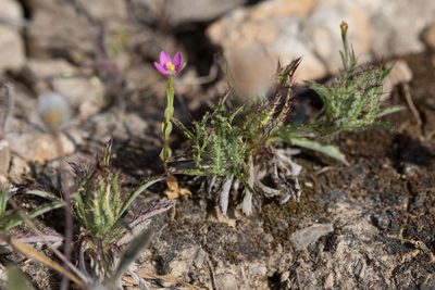 Atractylis cancellata, photographed by Tim Johnson
