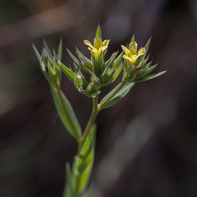 Linum strictum, photographed by Tim Johnson