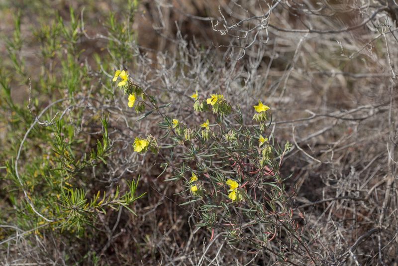 Helianthemum syriacum, photographed by Tim Johnson