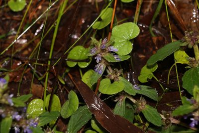 Ajuga australis, photographed by Greg Tasney
