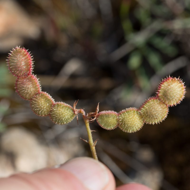 Sulla spinosissima, photographed by Tim Johnson
