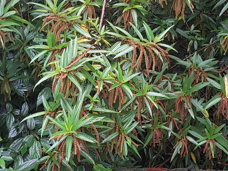Boehmeria densiflora, photographed by 胡正恆(Jackson Hu)