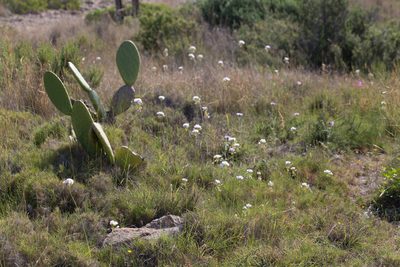 Allium roseum, photographed by Tim Johnson