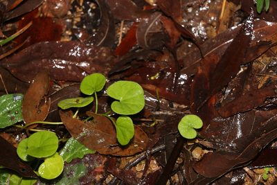 Dichondra repens, photographed by Greg Tasney