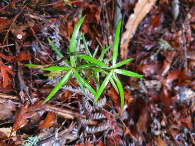 Podocarpus totara, photographed by Kate McAlpine