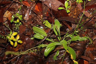 Plantago debilis, photographed by Greg Tasney