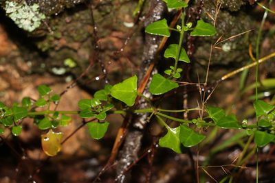 Chenopodium robertianum, photographed by Greg Tasney