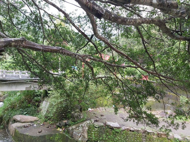 Ficus microcarpa, photographed by 胡正恆(Jackson Hu)