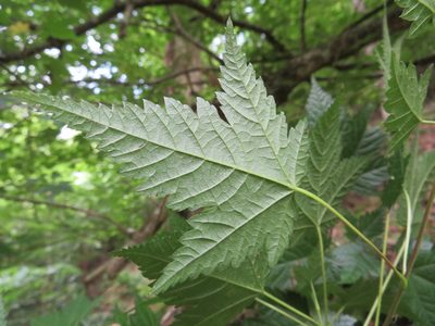 Acer argutum, photographed by Marco Mussita