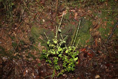 Achyranthes aspera, photographed by Greg Tasney