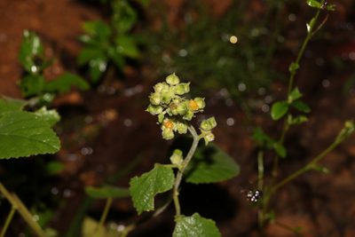 Sida cordifolia, photographed by Greg Tasney