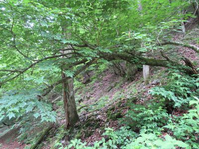 Acer argutum, photographed by Marco Mussita