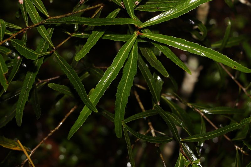 Denhamia pittosporoides, photographed by Greg Tasney