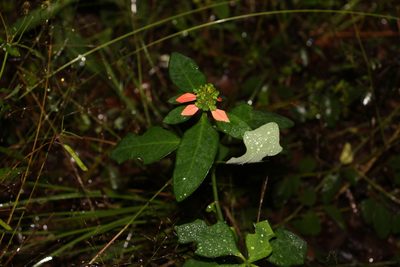 Euphorbia heterophylla, photographed by Greg Tasney