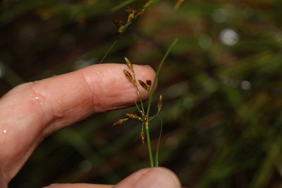 Fimbristylis dichotoma, photographed by Greg Tasney