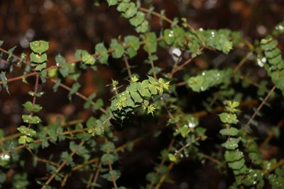 Pultenaea spinosa, photographed by Greg Tasney